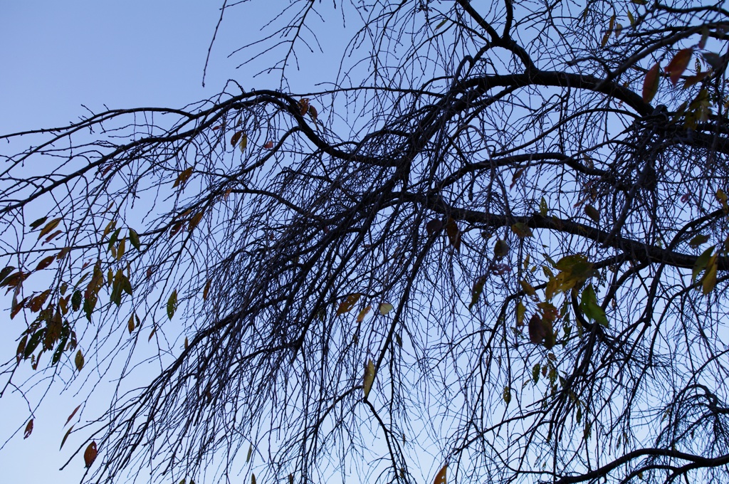 capillary