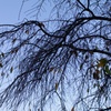 capillary