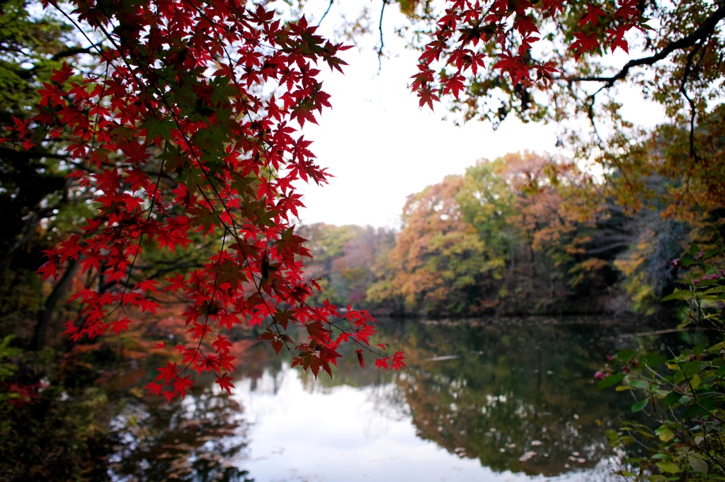 残された紅葉