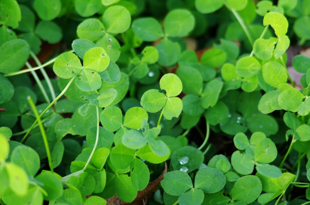 clover field