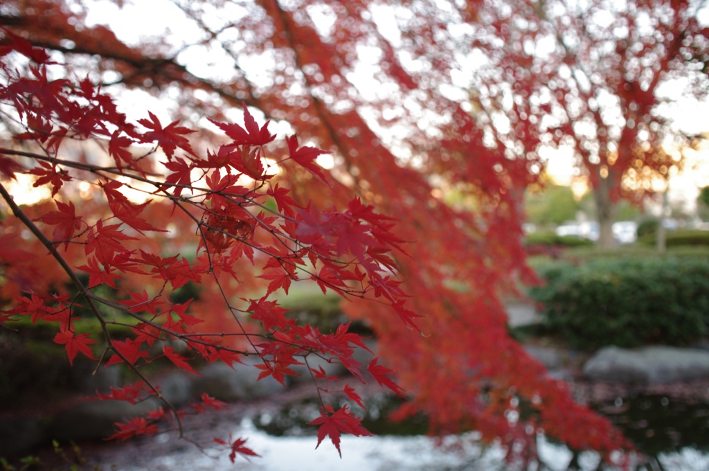御苑の紅