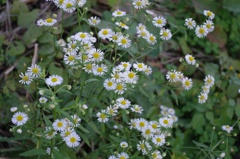 秋にも咲く花
