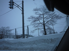 雪の木