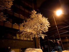 雪の木