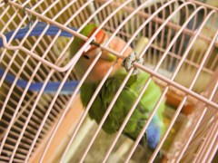 インコ