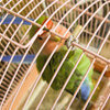 インコ