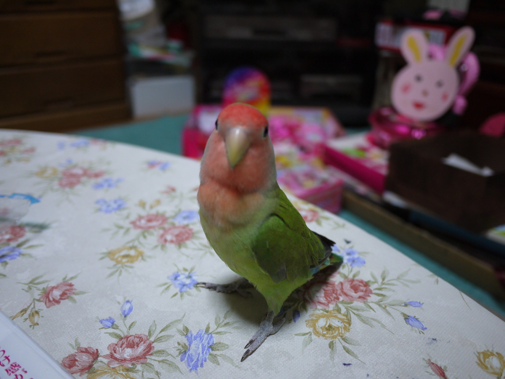 サクラインコ