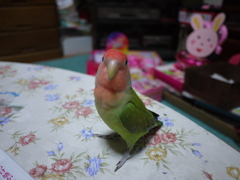 サクラインコ
