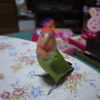 サクラインコ