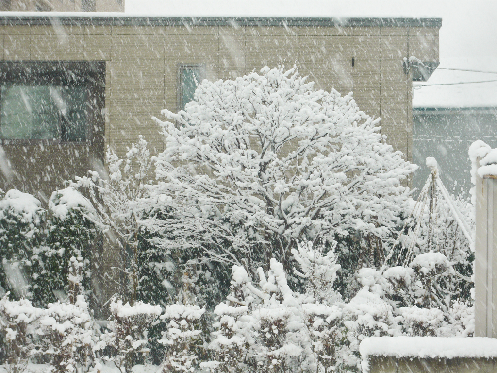 青森の大雪