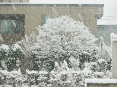 青森の大雪