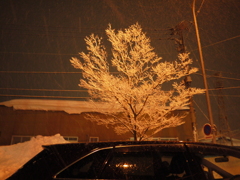 雪の木