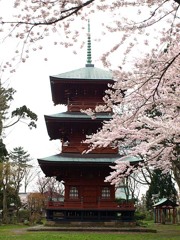 日吉八幡神社と桜