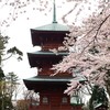 日吉八幡神社と桜