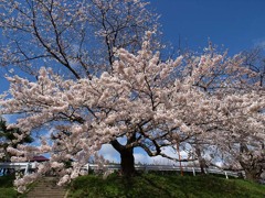 太平川の桜３