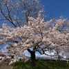 太平川の桜３