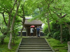 新緑の円覚寺