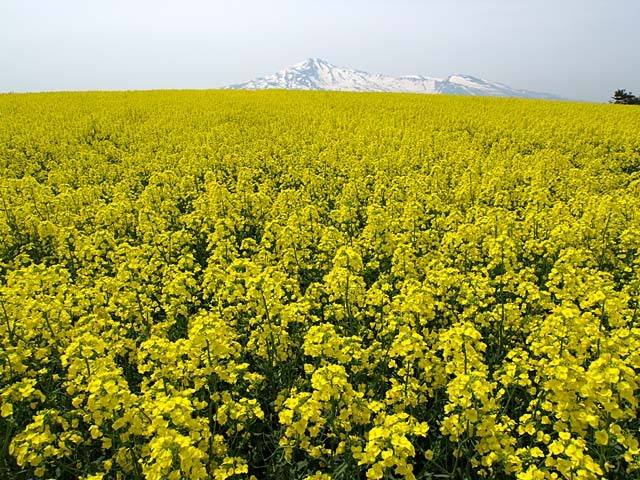 菜の花畑と鳥海山