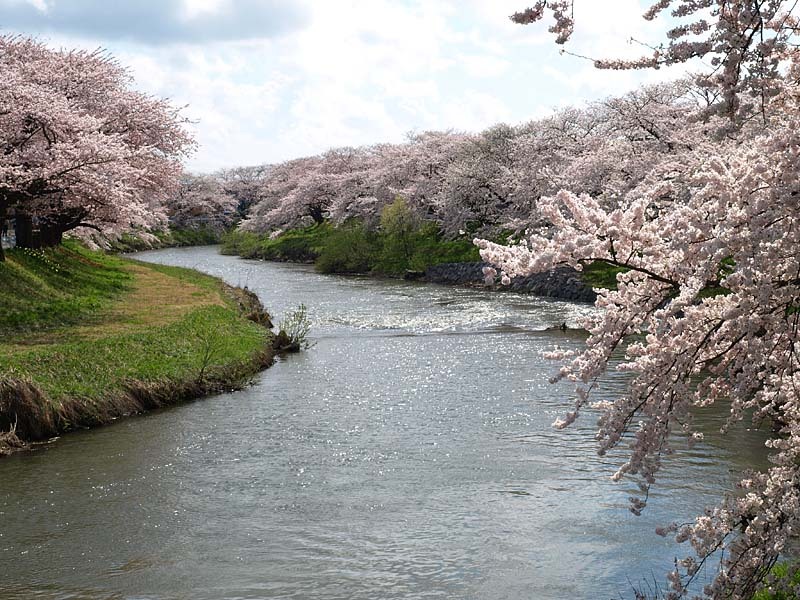 太平川の桜２