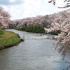 太平川の桜２