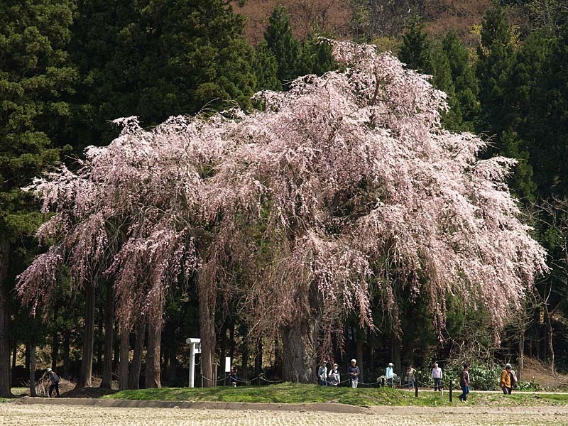 おしら様の枝垂れ桜