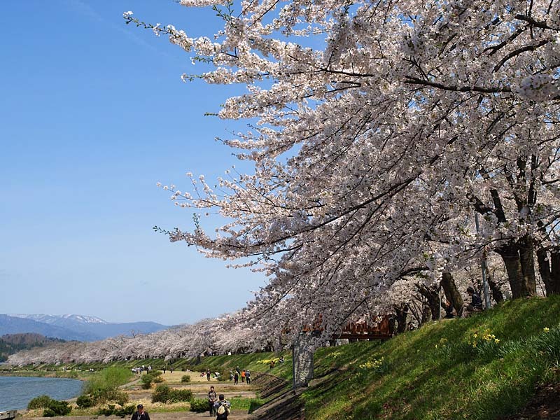 角館の桜１