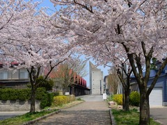 新屋の桜1