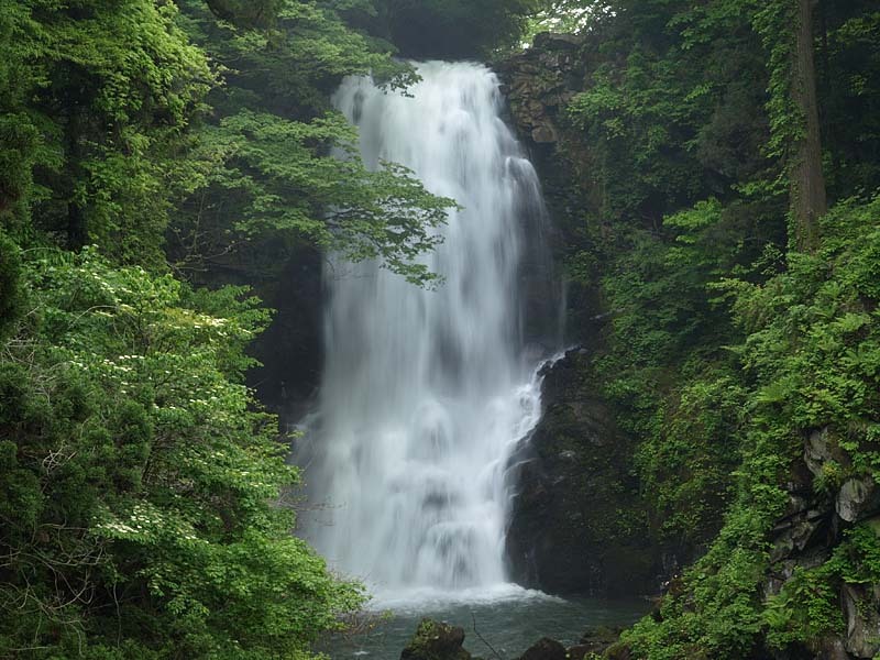 奈曽の白滝