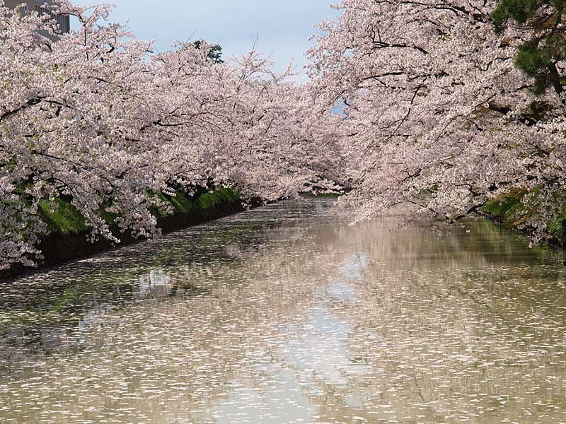 弘前城公園の桜２