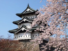 弘前城公園の桜１