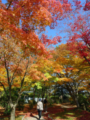 千秋公園の紅葉５