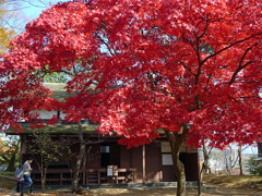 千秋公園の紅葉３