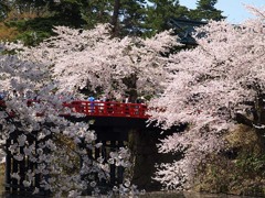朱塗りの橋と桜