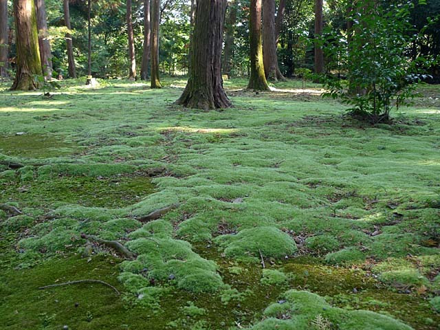 唐招提寺鑑真和上御廟