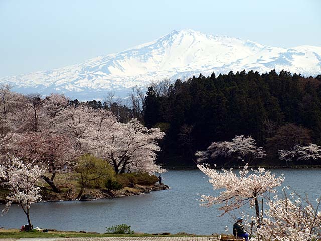 勢至公園の桜