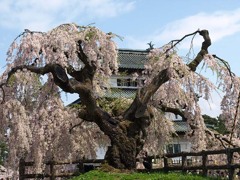 古木の桜