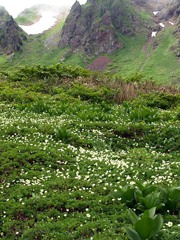 高層のお花畑