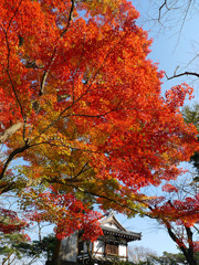 千秋公園の紅葉２