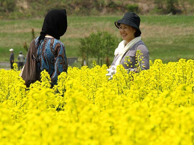 菜の花畑にて