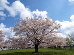 太平川の桜１