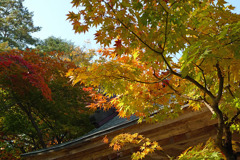 三浦館の秋