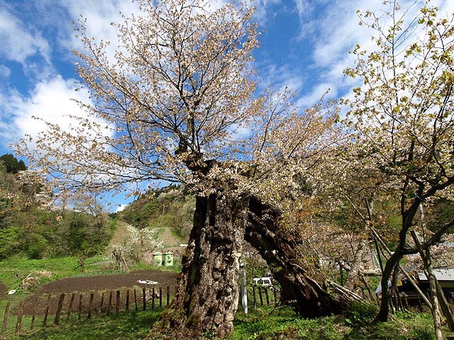 折れた桜