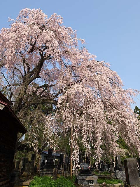 萬松寺のシダレザクラ