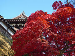 千秋公園の紅葉１