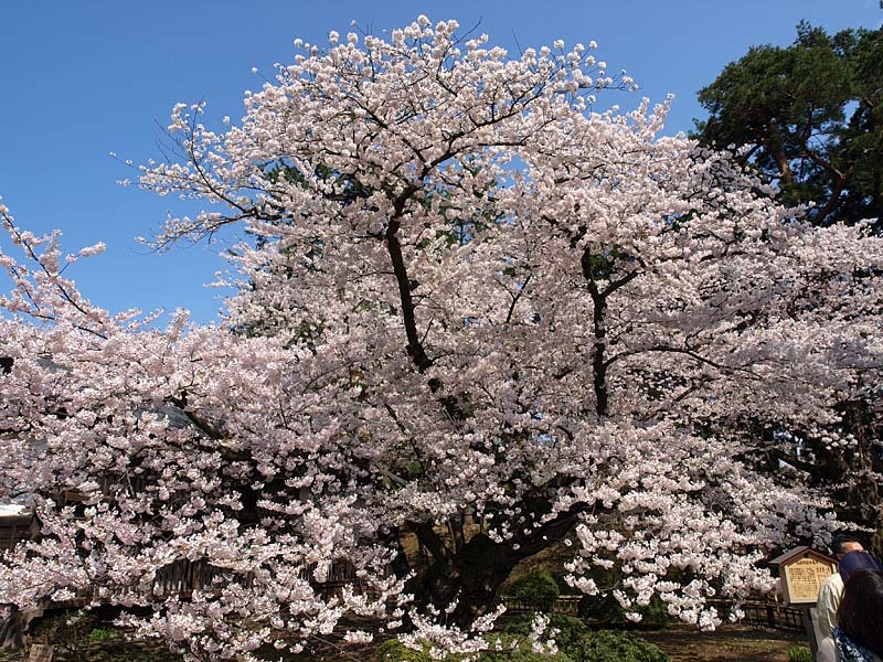 日本最古の染井吉野