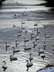 白鳥のいる風景