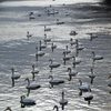 白鳥のいる風景