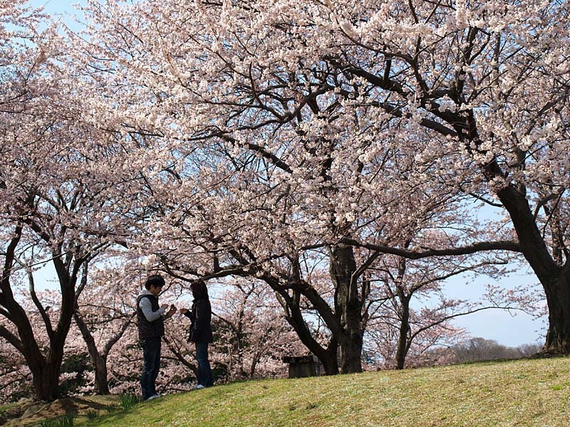 桜の樹の下で