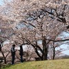 桜の樹の下で