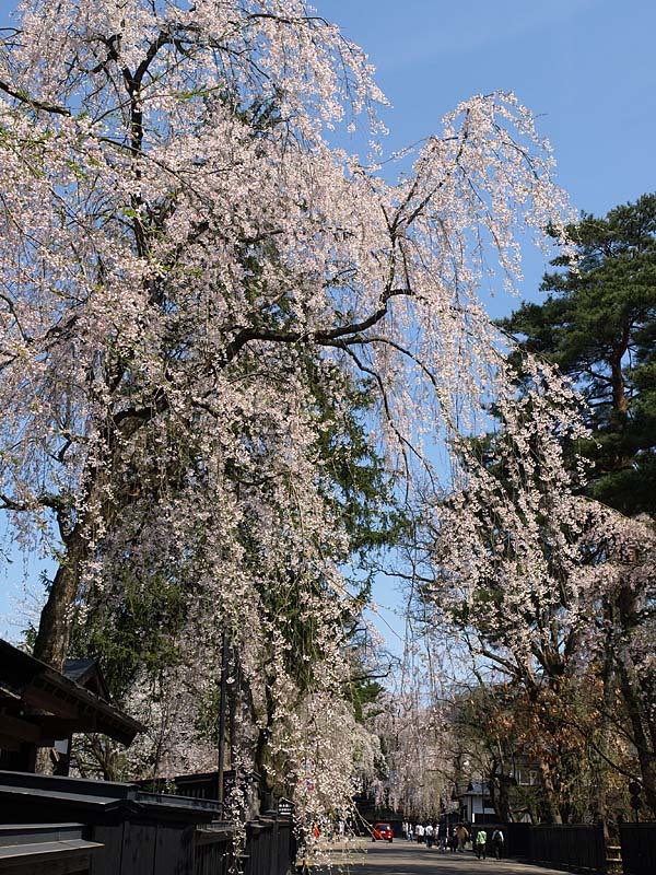 角館の桜２